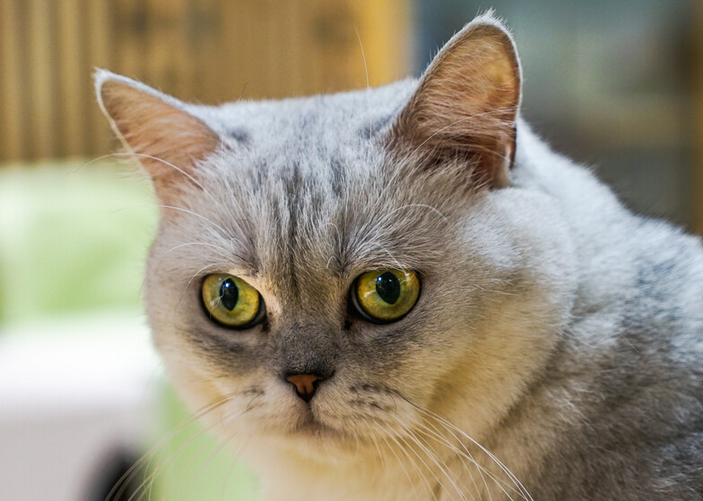 波米拉猫是大型猫吗