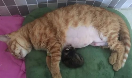 母猫难产的迹象