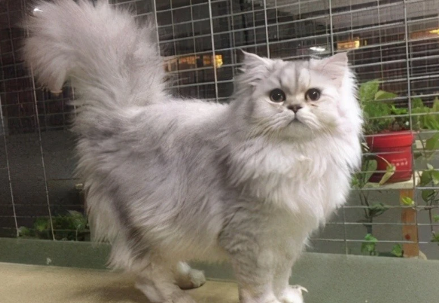 杀死小猫会有报应吗