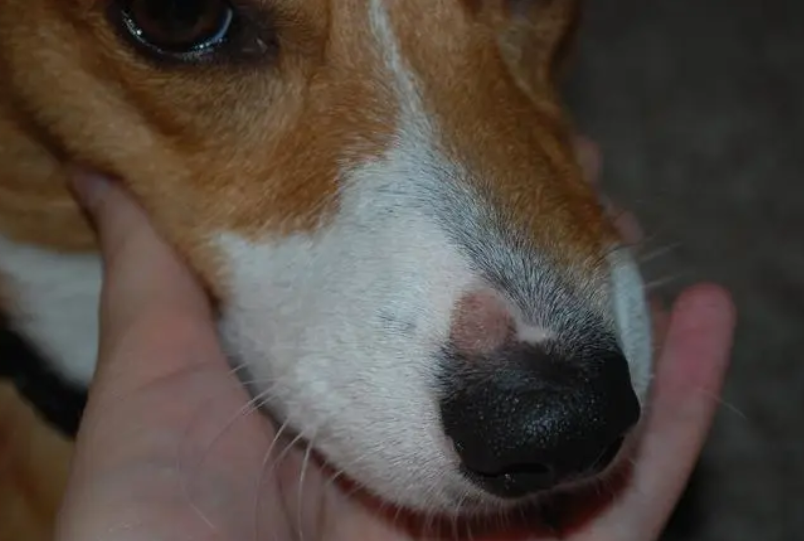 犬小孢子菌会传染给人吗 犬小孢子菌会传染给人吗