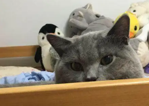 14个月的英短蓝猫做绝育,手术完不到一月时间,我们噩梦就开始了