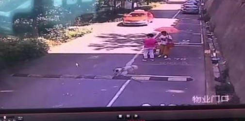 宠物狗被碾压,肇事车主拒绝赔偿!网友:自己不牵绳子,怪别人? 宠物狗被碾压,肇事车主拒绝赔偿!网友:自己不牵绳子,怪别人?