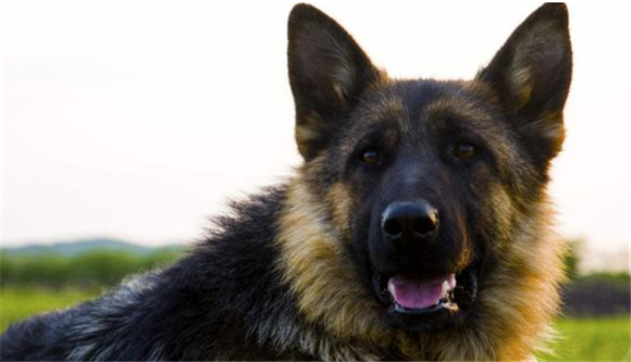 士狼犬性格和特性