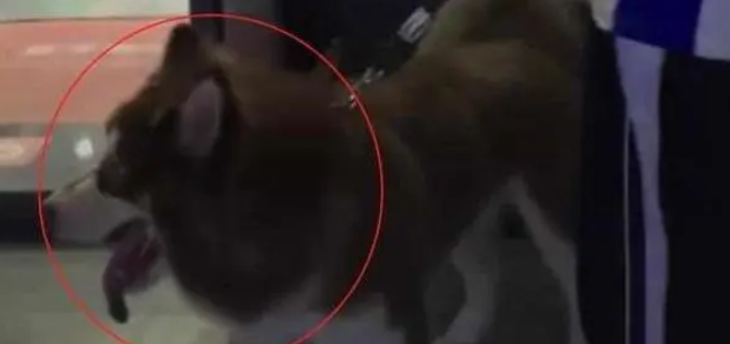 铲屎官坐车晕车,狗子看后用爪子和头为主人做枕头 铲屎官坐车晕车,狗子看后用爪子和头为主人做枕头