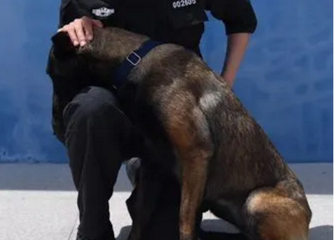 警察妈妈当了警犬 警察妈妈当了警犬