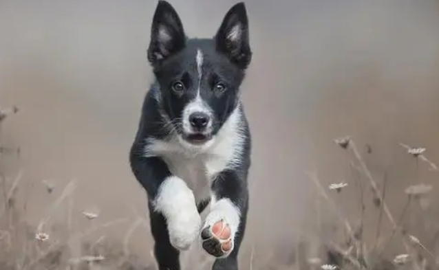 犬瘟细小治疗费用