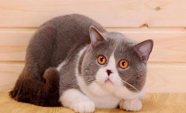 想把猫送人在哪些平台