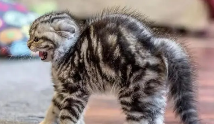 小猫不同的叫声