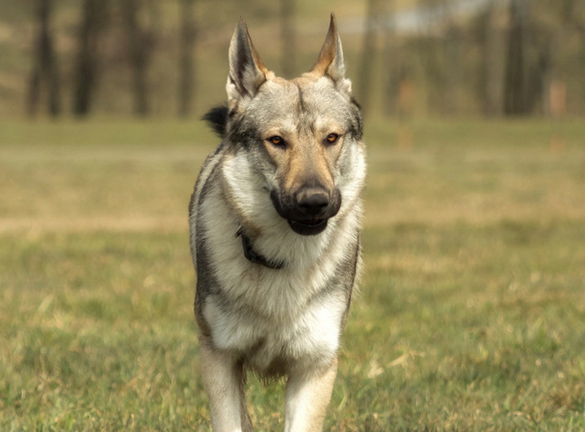 士狼犬什么性格好