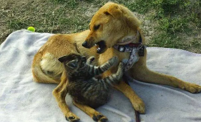 为什么狗心甘情愿被猫欺负 为什么狗心甘情愿被猫欺负