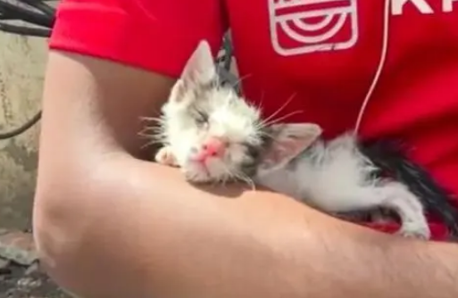 小流浪猫为食物和流浪狗对峙,害怕却不退缩,小伙把它带回家 小流浪猫为食物和流浪狗对峙,害怕却不退缩,小伙把它带回家