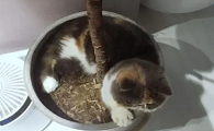 猫总是刨花盆里的土怎么办