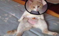 母猫子宫位置示意图