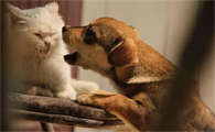 猫一直盯着狗看是怎么回事