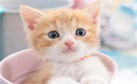小猫咬人打了一顿