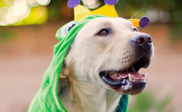 赶制宠物服饰,助力冬闲增收