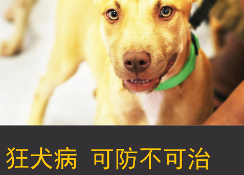 狂犬病发作的症状