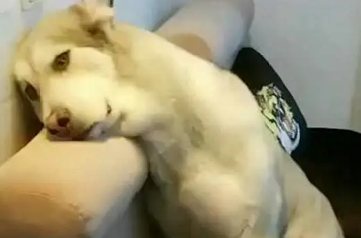 主人半夜才回家，哈士奇在家独自待一天，看见二哈抑郁主人笑喷了