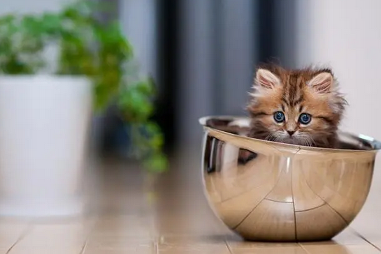 微型猫咪有哪些品种