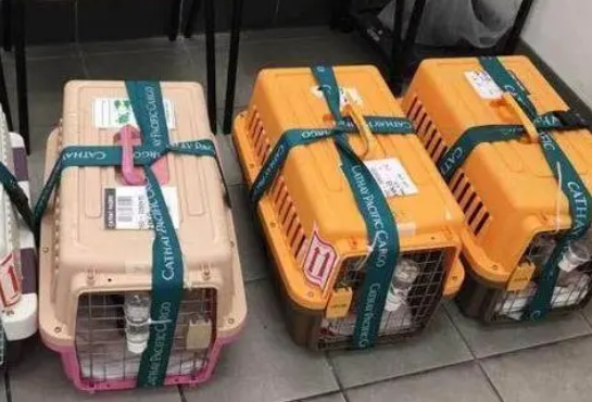 上海奉贤:宠物托运过程中死亡,托运平台和实际承运人谁负责? 上海奉贤:宠物托运过程中死亡,托运平台和实际承运人谁负责?