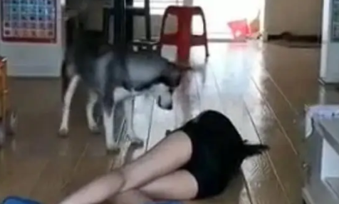 女主人假装晕倒,想要看看哈士奇是否会救援,结果却被二哈气哭 女主人假装晕倒,想要看看哈士奇是否会救援,结果却被二哈气哭