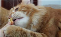 人吃的鱼油猫可以吃吗