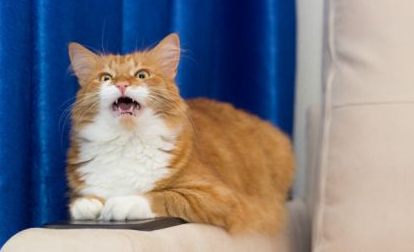 小猫总是叫个不停 小猫总是叫个不停
