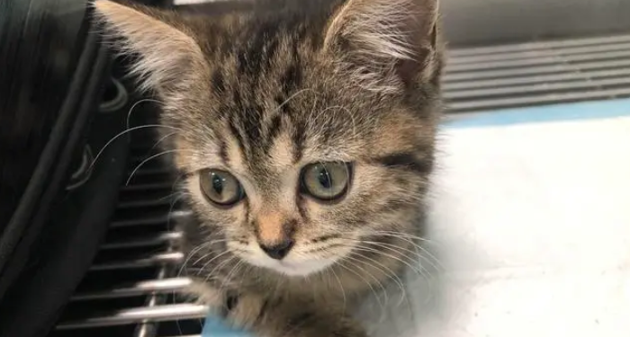 小猫本来很乖突然很皮 小猫本来很乖突然很皮