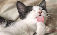 猫知道人不是猫吗