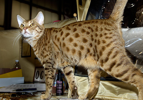 奥西猫能长多大 奥西猫能长多大