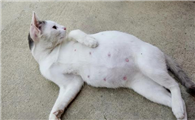 母猫产后十天总哼唧哼唧叫