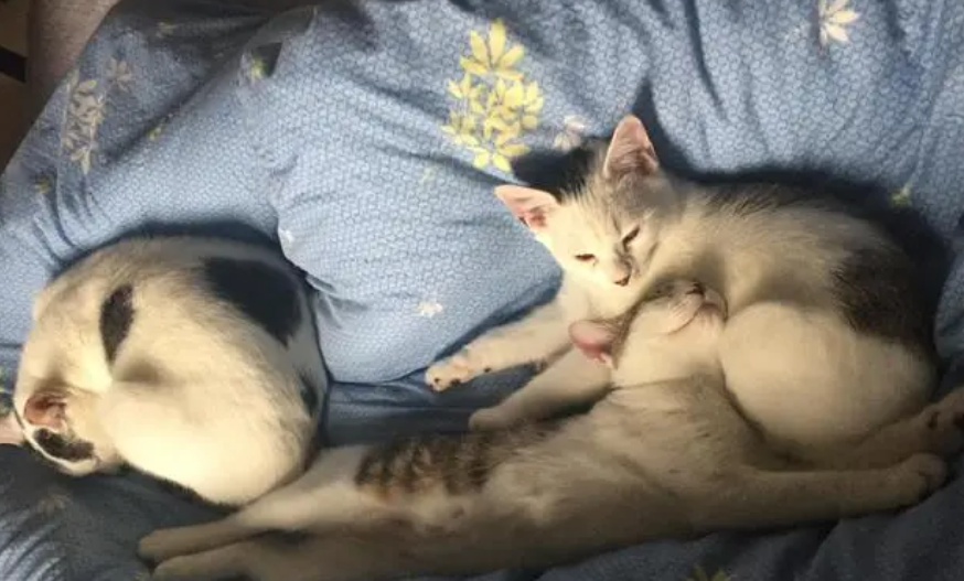 母猫会主动给小猫断奶吗