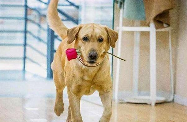 女主怀了狗狗的种 女主怀了狗狗的种