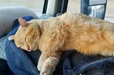 猫坐在车头好不好 猫坐在车头好不好