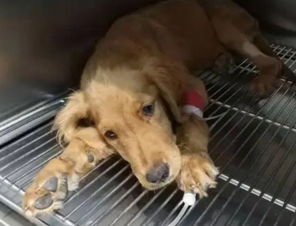细小潜伏期多久 细小潜伏期多久