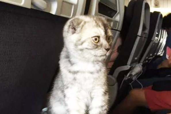 有人在飞机上抓回一只猫?视频拍摄者告诉橙柿互动