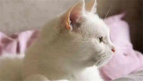 女人梦见猫往怀里钻是什么预兆 女人梦见猫往怀里钻是什么预兆