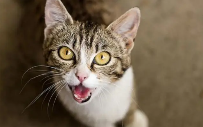 母猫叫声唤小猫