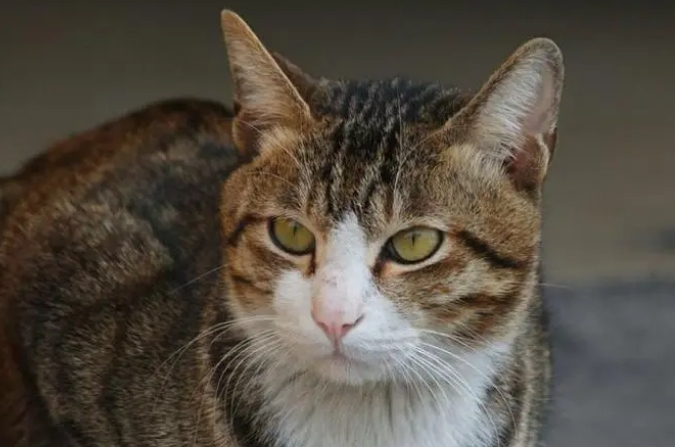 为什么说猫的性格古怪呢 为什么说猫的性格古怪呢