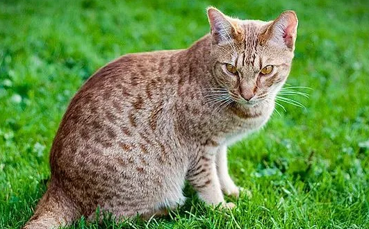 奥西猫图片大全价格