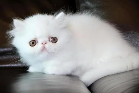 波斯猫多少钱一只？纯种价格更贵