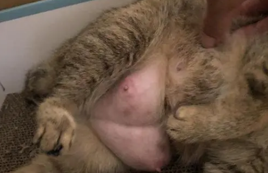 母猫挤不出来是真的没奶吗