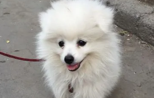 博美犬的嘴是长的还是尖的