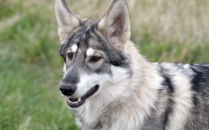因纽特犬可以养吗 因纽特犬可以养吗