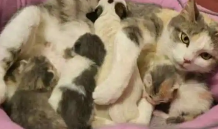 如何区分公猫母猫幼崽 如何区分公猫母猫幼崽