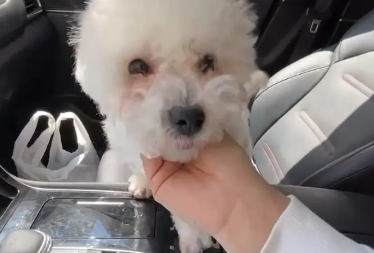 一天两只伤残的狗狗被抛弃,可面对着满是善意的人,它们依然微笑着 一天两只伤残的狗狗被抛弃,可面对着满是善意的人,它们依然微笑着