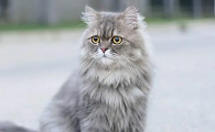 世界十大猫排名