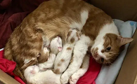 如何让猫知道这是产房