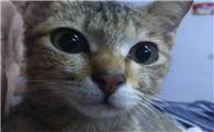 印星猫吉利吗