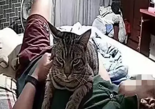 猫咪高冷不搭理人,主人看了监控才知道,原来它晚上会亲近自己 猫咪高冷不搭理人,主人看了监控才知道,原来它晚上会亲近自己